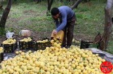 آغاز برداشت بیش از هزار تن میوه «به» از باغات شهرستان مرودشت آغاز برداشت بیش از هزار تن میوه «به» از باغات شهرستان مرودشت