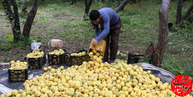 آغاز برداشت بیش از هزار تن میوه «به» از باغات شهرستان مرودشت